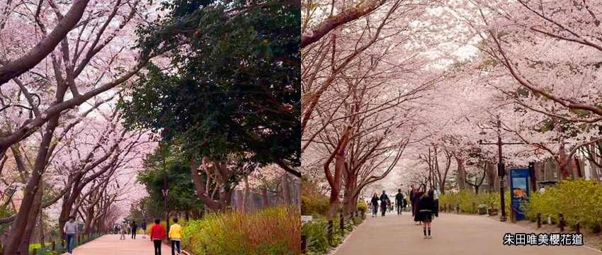 朱田唯美櫻花道
